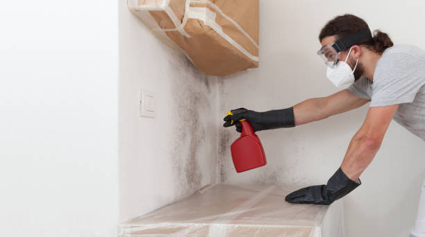 Professional Basement Mold Remediation technician working in Happy Valley, OR